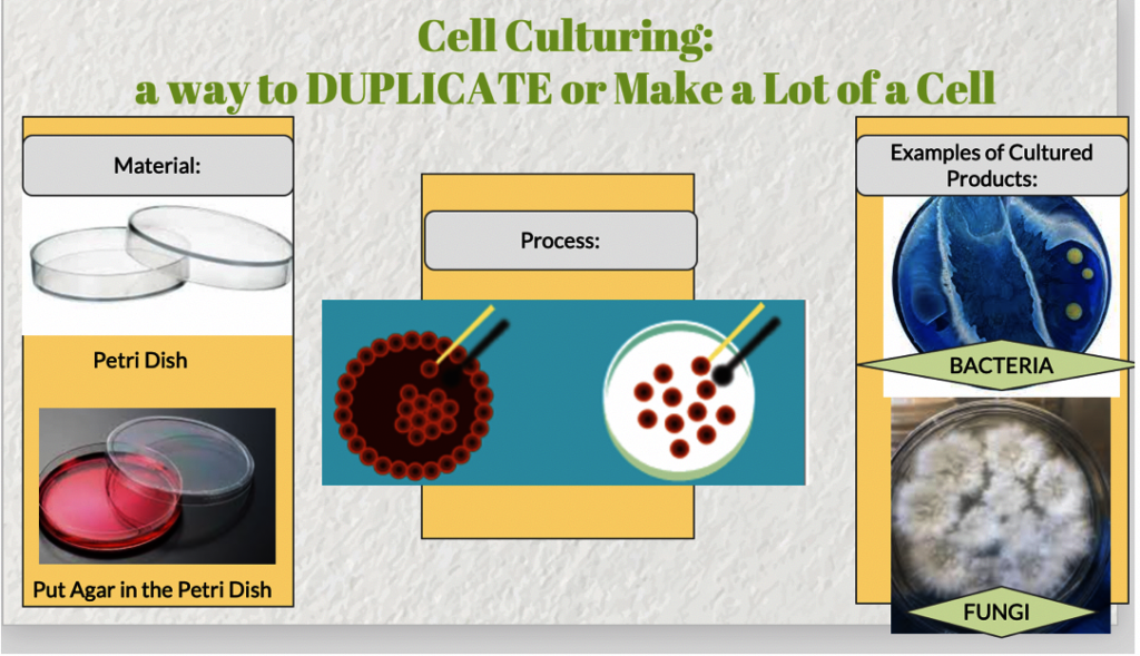 Learning about Cell Culture!
